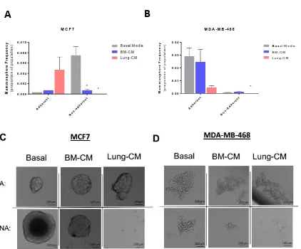 Figure 11. Exposure to lung-conditioned media impaired mammosphere formation by non-adherent human breast cancer cells