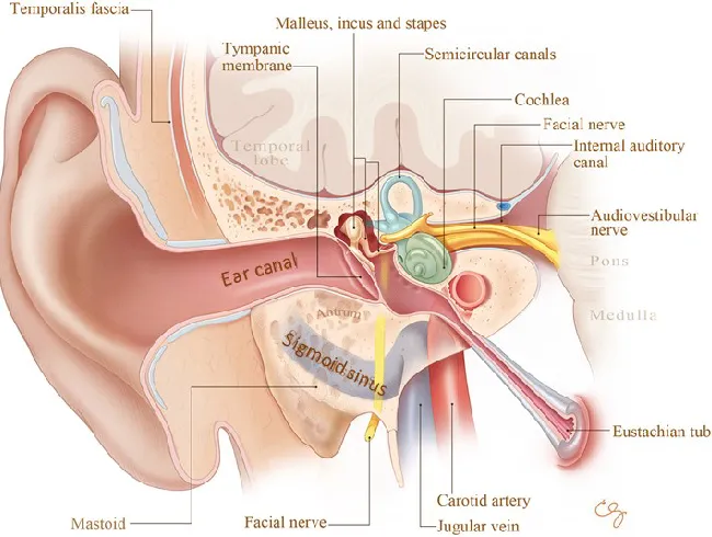 Figure 1-1: Coronal cross-section of ear anatomy.  Image courtesy of Stanford 