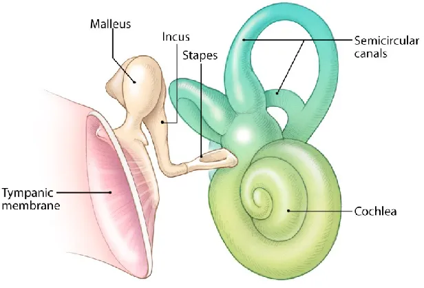 Figure 1-2: Middle and inner ear anatomy.  Image courtesy of Stanford University 