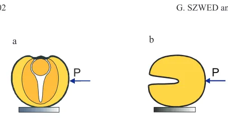 Fig. 3. Orientation of: a – rape seed and b – wheat kernel duringimpact by the striker bar.