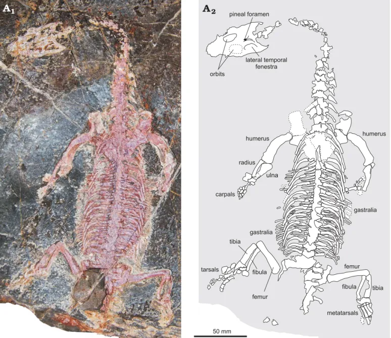Fig. 3. Unidentified pachypleurosaur (YDBGLV_4) from the Triassic of Myanmar, in dorsal view