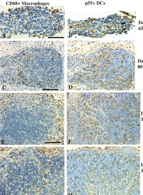 FIG. 6. Mesenteric lymph nodes of fetal rhesus monkeys. At day 65 of gestation, scattered macrophages (A) and a few DCs (B) can be seen.At day 80 of gestation, the macrophage (C) and DC (D) populations had increased