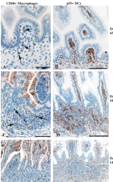 FIG. 7. Jejunums, ileums, and colons of fetal rhesus monkeys. (A and B) At day 65 of gestation, macrophages were few (A; arrows), while p55�DCs were numerous (B) throughout the gut lamina propria, especially at the tips of villi