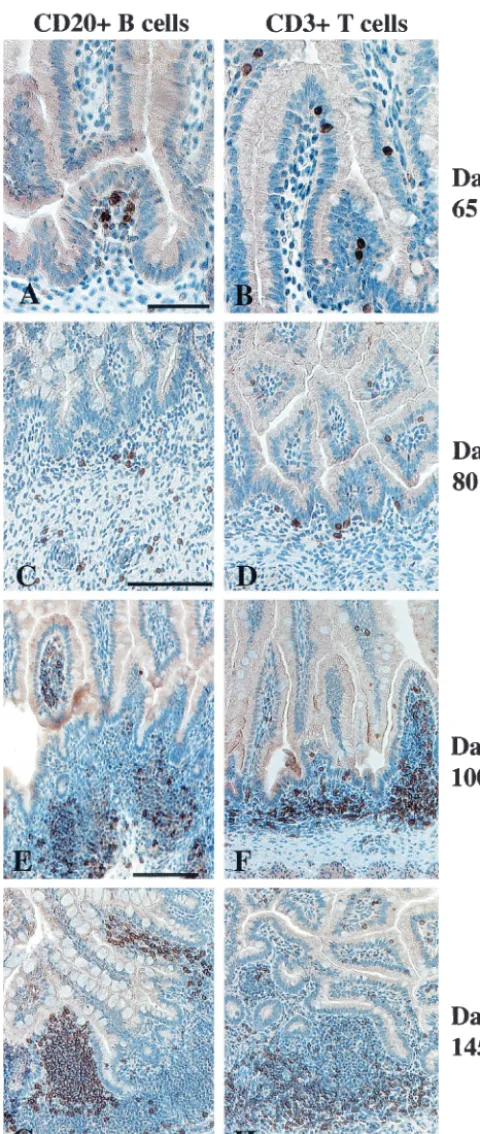 FIG. 3. Jejunums of fetal rhesus monkeys. At 65 days of gestation,B cells in the lamina propria (A) and scattered T cells mainly in the