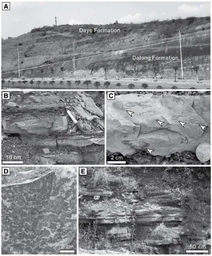 Figure 2. A. Landscape view of the Gujiao section. B. Laminated marlstones alternated 