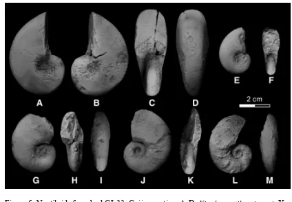 Figure 5. Nautiloids from bed GJ-33, Gujiao section. A-D. Xiaohenautilus sinensis Xu, 