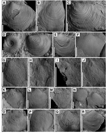 Figure 6. Mollusks from the Gujiao and Jianzishan sections. Scale bar is 1 cm. A-C. 