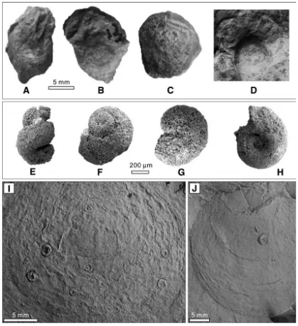 Figure 8. Gastropods and microconchids from the Gujiao and Jianzishan sections. A-D. 