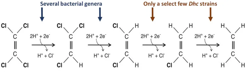 Figure 2.4 Reductive dechlorination pathway leading to detoxification of chlorinated 