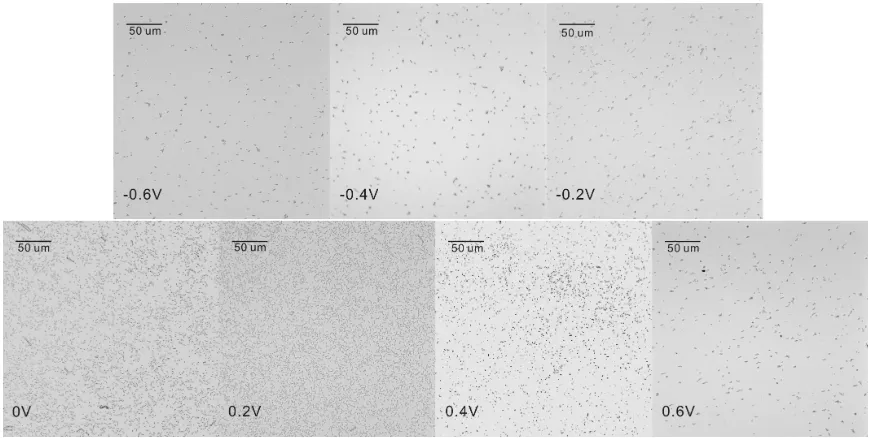 Figure 2. Optical microscope images (500 x total magnification) of E. coli cells (at 150 h) at the electrode potential of −0.6V, −0.4V, −0.2 V, 0 V, 0.2 V, 0.4V and 0.6V