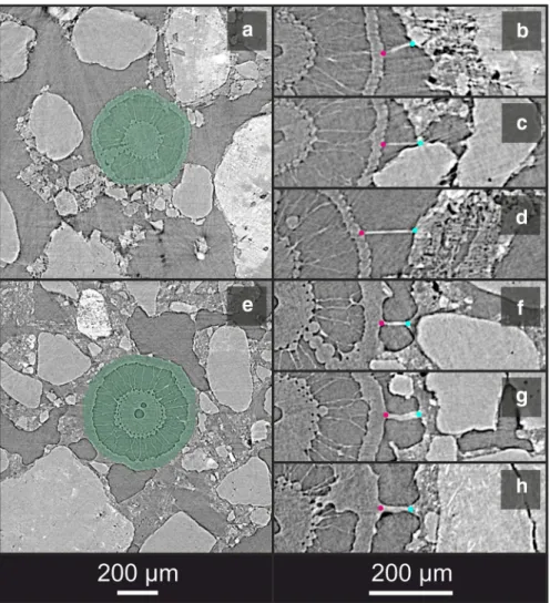 Fig. 2 (Color figure online) Representative transverse sections through nodal roots of rice (Oryza sativa cv
