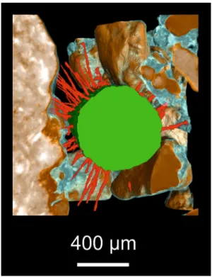 Fig. 3 (Color figure online) 3D rendering of segmented SRXCT data, showing a nodal root of rice (Oryza sativa cv