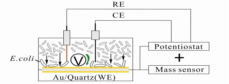Figure 1. Schematic presentation of the mass sensor (QCM) and redox controller/monitor (potentiostat) modules of EQCM