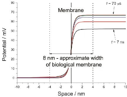 Figure 3. Potential profiles at t ≈ 7 ns, 70 ns, 700 ns, 7 μs and 70 μs. 