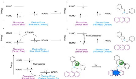 Figure 1.15: The process of PeT as applied to Zn(II) indicators. Coordination of Zn(II) 