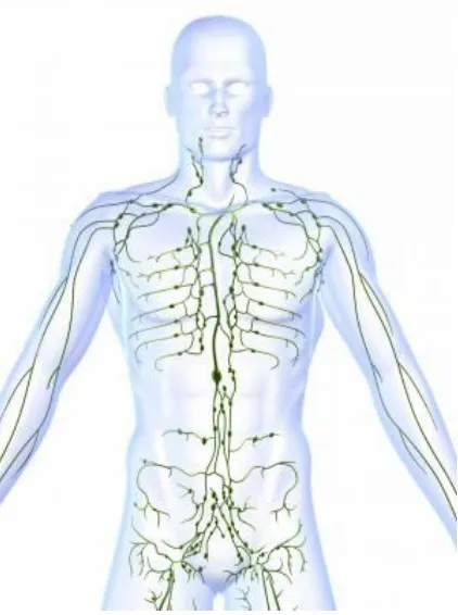 Figure.1 The lymphatic system is a system of vessels that branch back from virtually all our tissues to drain excess fluids and present foreign material to the lymph nodes