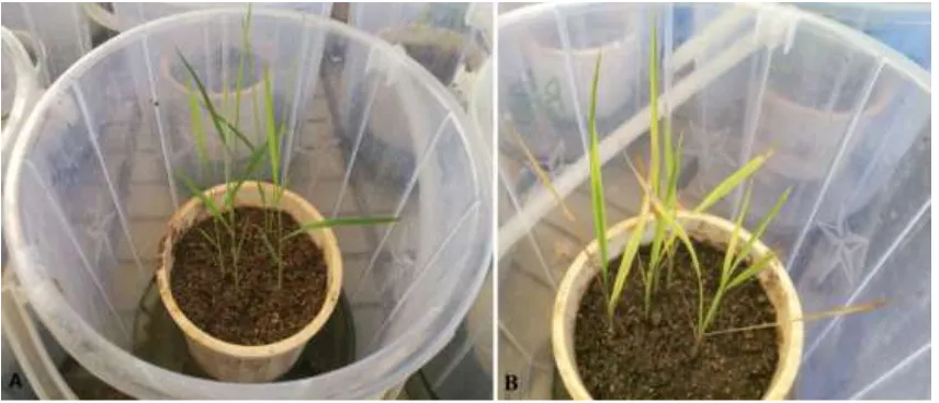 Figure 1. Plants of Kosti 1 genotype in the greenhouse before (A) and after (B) exposure to drought stress by withholding water for 7 days