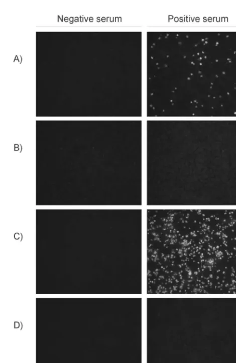 FIG. 1. Localization of the ORF2 protein in transfected cells. Fluorescence was localized in the peri- and intranuclear regions of 293 cellstransfected with the pCEP5-6H-ORF2 plasmid (a)