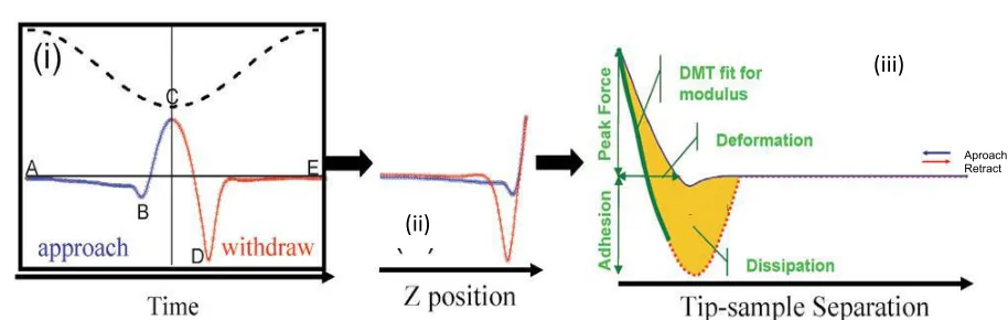 Figure 2.  (i) Shows a plot of force and piezo Z position as a function of time, point B is the jump-to-contact point, C the peak force, and D the adhesion between the tip and the sample