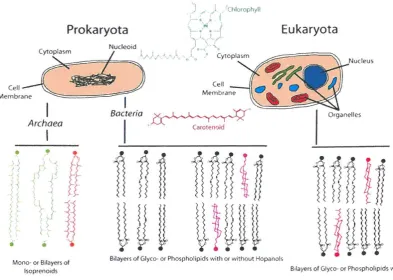 Figure 1.3 and Phylogenetic tree of life, showing the division of life into three domains: Archaea, Bacteria Eucarya