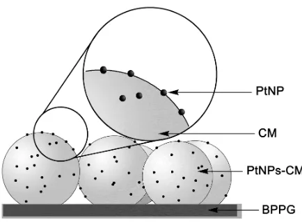 Figure 1.  SEM images of (A) non-modified glassy carbon microspheres (CMs), (B) and (C) platinum nanoparticles on glassy carbon microspheres (PtNPs-CMs)