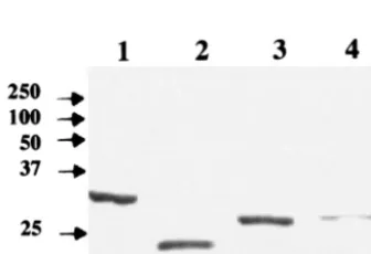 FIG. 3. Binding of A. fumigatusskin test-positive asthmatics, and healthy controls by ELISA