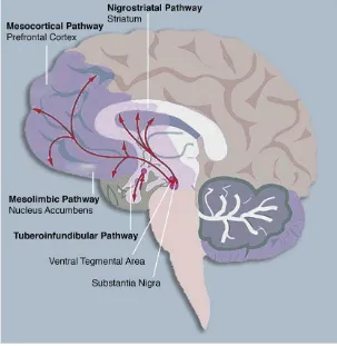 Figure 1. Major dopaminergic brain regions and dopamine pathways in the brain.  