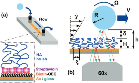 FIG. 1. (a) Flow chamber with bottom surface functionalizedwith a HA brush via biotin/streptavidin binding