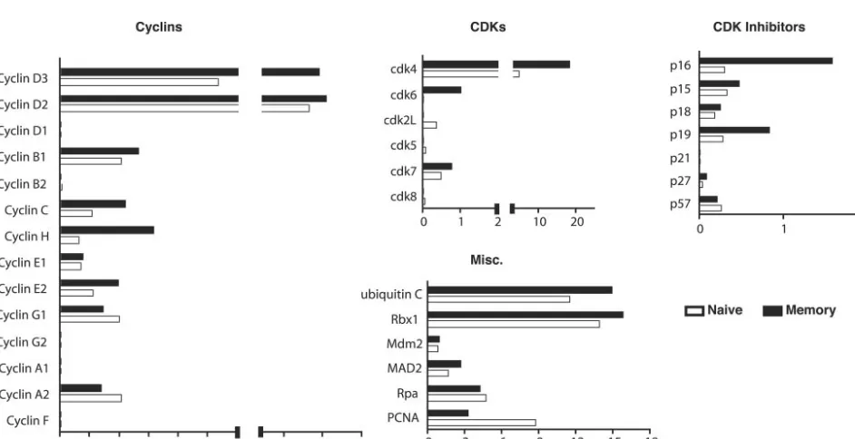 FIG. 5. Relative expression of cell cycle control genes in naive and memory CD8�from naive and immune chimeric mice were harvested and stimulated for 24 h in vitro with 1the cells were stained with anti-CD8 and anti-Thy1.1 antibodies and sorted, and mRNA f