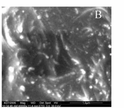 Figure 1  SEM images of multi-walled carbon nanotubes-paraffin oil film. Amplified rate: 1300 (A), 40000 (B)