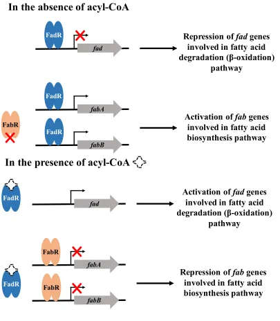 Figure 1.1 Regulation of lipid homeostasis in E. coli.  Exogenous fatty acids are 