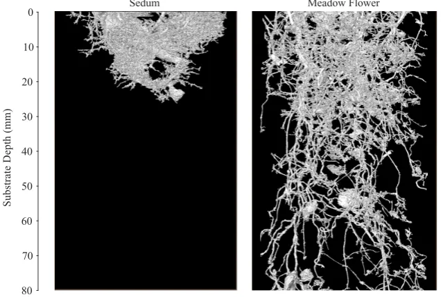 Figure 8.  3D volume of surface-connected root networks for Sedum and Meadow Flower vegetation80 3D volume of surface-connected root networks for Sedum and Meadow Flower vegetation  