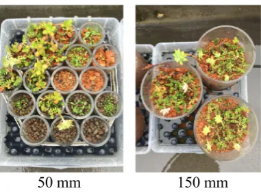 Figure 2. Two microcosm sizes. The 150 mm examples are BBS with Sedum vegetation. Image taken 7 October 2015