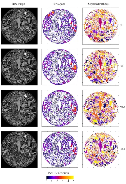 Figure 6. Example slices of unprocessed and processed XMT images for the BBS-Sedum substrate microcosms