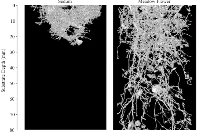 Figure 9root network expands signiﬁcantly in the horizontal plane over time, and root depth extends from illustrates the progressive development of a single BBS root network from T8 to T12