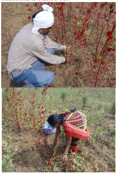 Fig. 3 and 4: Process of harvesting Hibiscus sabdariffa   
