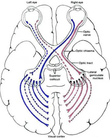 Figure 2.2. The optic tract in the human brain. Image taken from https://senseofvision.wikispaces.com/ (Last accessed: 8th November 2015)