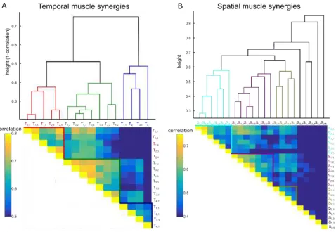 Figure 5. Hierarchical cluster trees and the corresponding functional similarity matrices for the temporal muscle hierarchical trees represent synergies that are clustered together based on the correlation of their confusion matrices