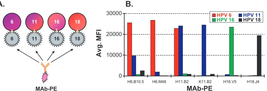 FIG. 1. Monoclonal antibody speciﬁcity. (A) Experimental design for MAb speciﬁcity experiment