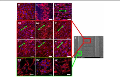 FIGURE 1 | Confocal images of HUVECs (actin ﬁlaments in red and nuclei in blue) cultured for 7 days on (O) standard petri dish (typical cobblestone-like structure)and electrospun scaffolds with different patterns: (A) nonwoven (cells with ﬂat, round shape 