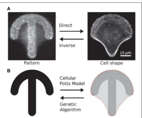 FIGURE 2 | (A) Fluorescence images of a HeLa cell stained for actin on acrossbow microstructure coated with ﬁbronectin