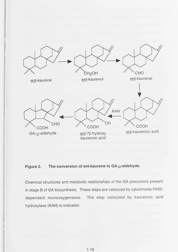 Figure 2. The conversion of ent-kaurene to GA12-aldehyde. Chemical structures and metabolic relationships of the GA precursors present 