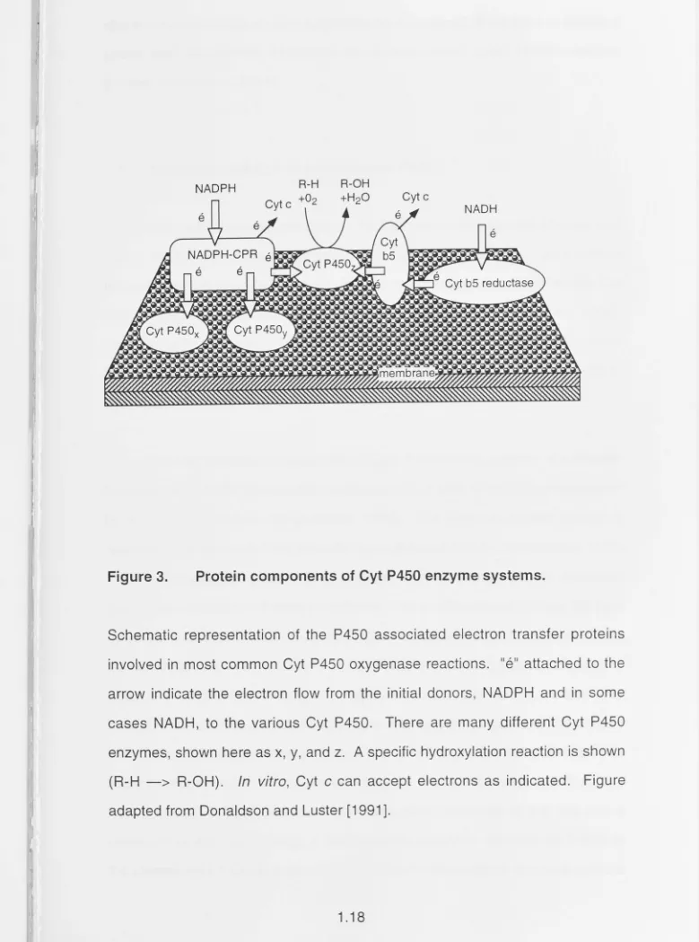 Figure 3. Protein components of Cyt P450 enzyme systems. Schematic representation of the P450 associated electron transfer proteins 