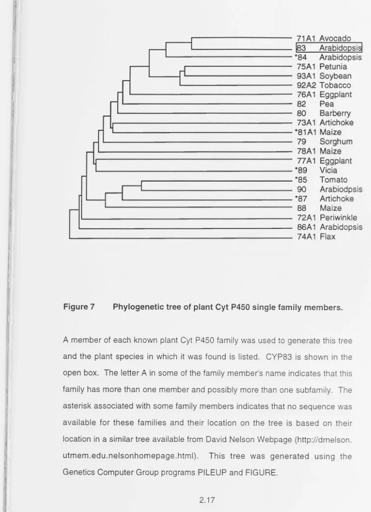 Figure 7 Phylogenetic tree of plant Cyt P450 single family members. 