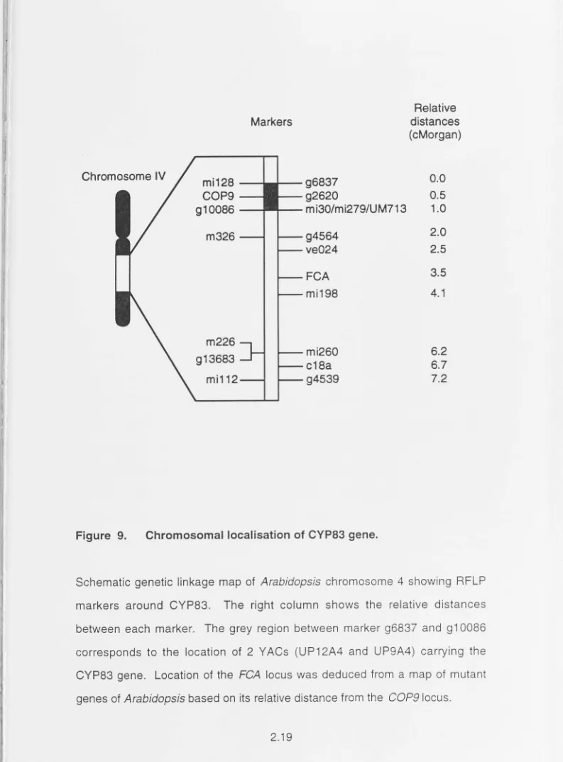 Figure 9. Chromosomal localisation of CYP83 gene. 