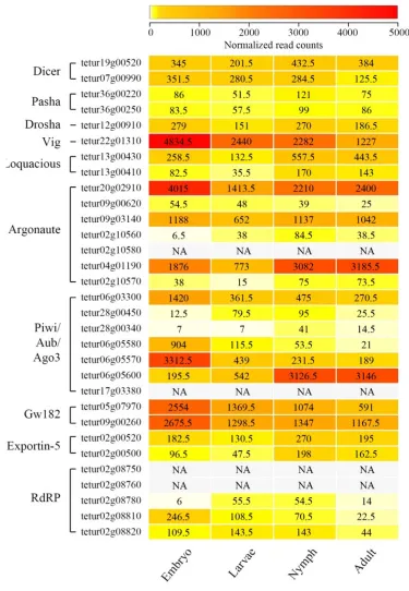 Figure 1.4: Heatmap representing expression patterns of RNAi-associated genes at different developmental stages of Tetranychus urticae, based on the number of mapped RNAseq reads (Illumina)