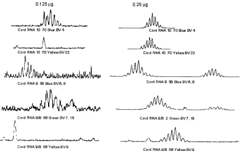FIG. 3. RNA titration to determine the optimal input in the multiplex PCR using labeled V� primers: ampliﬁcation of the TCR V� familiesat 250 ng RNA input is superior to that observed at an RNA input of 125 ng.