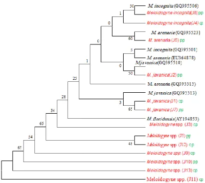 Figure 4: Maximum likelihood tree based on 5s-18s rDNA gene sequences. The accession numbers of the 