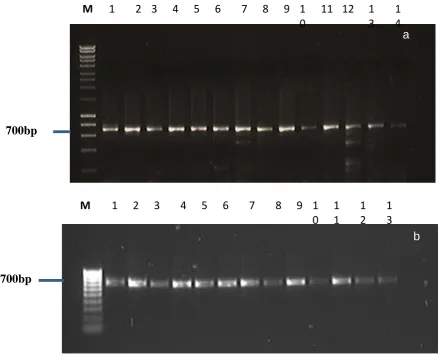 Figure 2(a): 1% agarose gel of PCR products amplified using primers specific for the 18S and 5S SSUrDNA of 