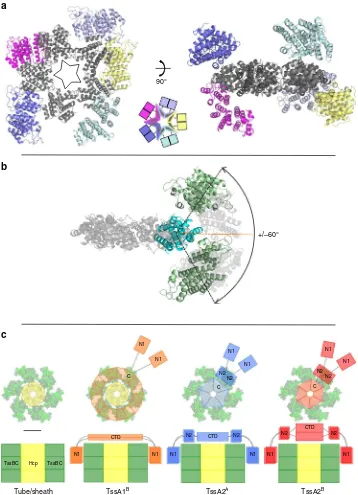 Fig. 7 Schematic representation of TssA ring dimensions and domainperpendicular to thethe TssA2structures shows the relationship between dimer-forming Nt2 domains (represented by coloured squares) and their corresponding C-terminal domains in5MXN) is shown